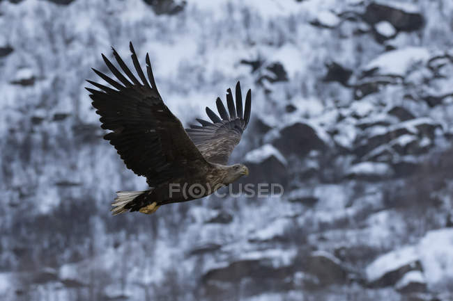 Aquila coda bianca in volo, Isole Lofoten e Vesteralen, Norvegia — Foto stock