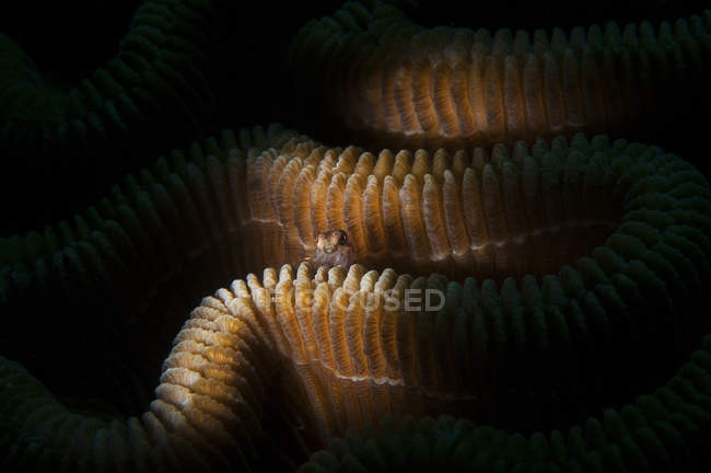 Underwater extreme close up view of small goby fish sheltering in brain coral, Cancun, Quintana Roo, Mexico — Stock Photo