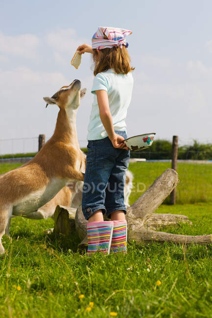 Une fille nourrit une chèvre — Photo de stock