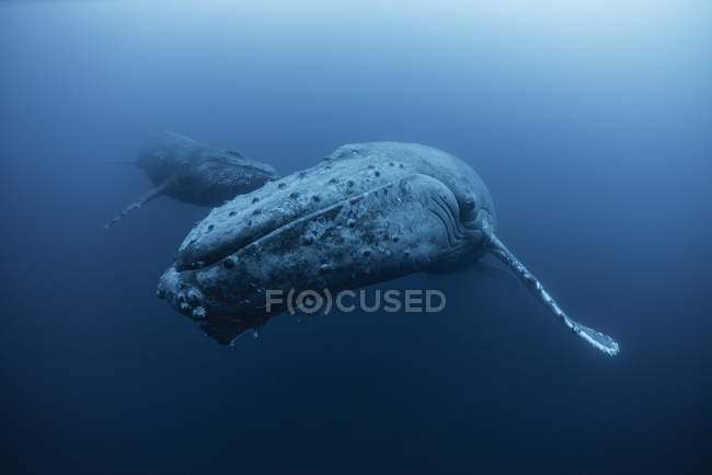 Vista subaquática de baleias jubarte, Ilhas Revillagigedo, Colima, México — Fotografia de Stock