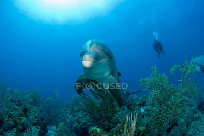 Gros plan de dauphin à gros nez avec plongée sur fond — Photo de stock