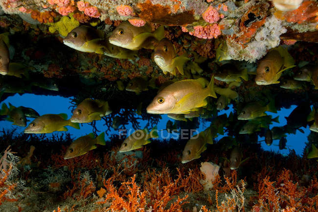 Школьная рыба на коралловом рифе, вид на море — стоковое фото