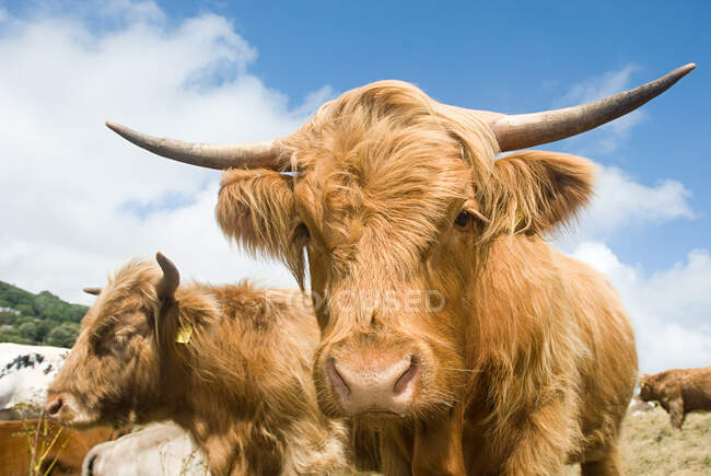 Primer plano de las vacas montañosas - foto de stock
