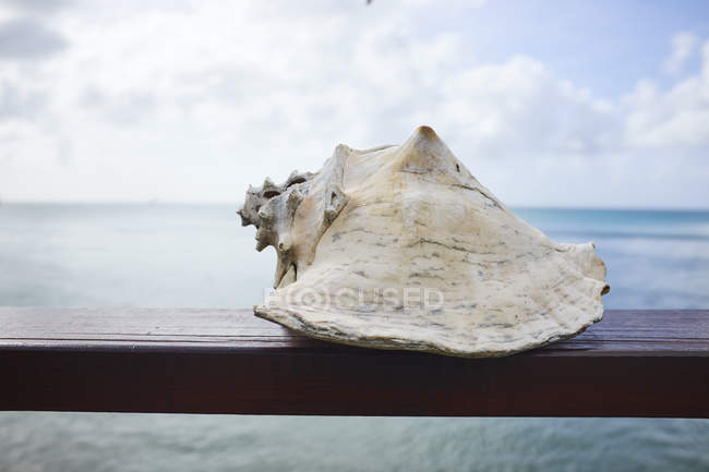 Раковина на перилах с морем и голубым небом на заднем плане — стоковое фото
