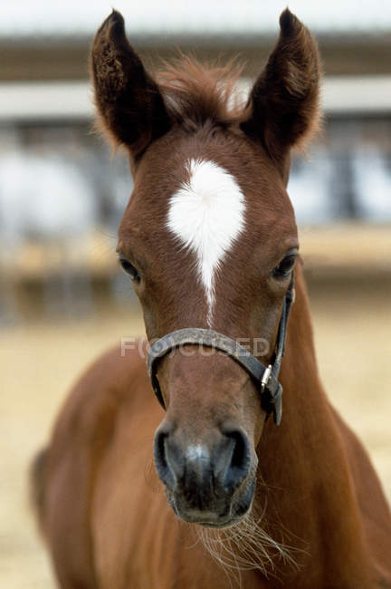 View of brown foal with white spot — Stock Photo