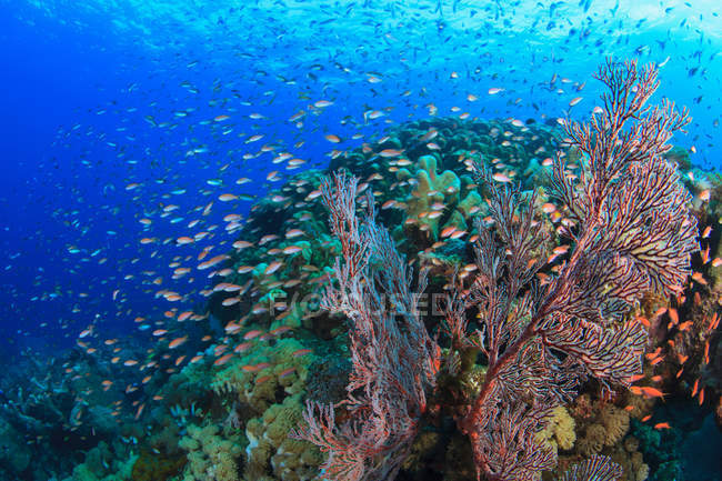 Рыбы плавают в коралловом рифе — стоковое фото