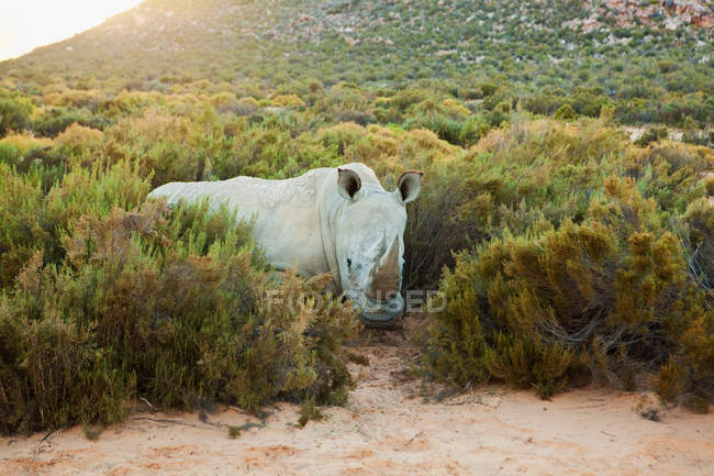 Um grande rinoceronte em arbustos — Fotografia de Stock