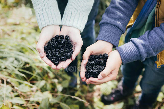 Two people holding blackberries in cupped hands — Stock Photo