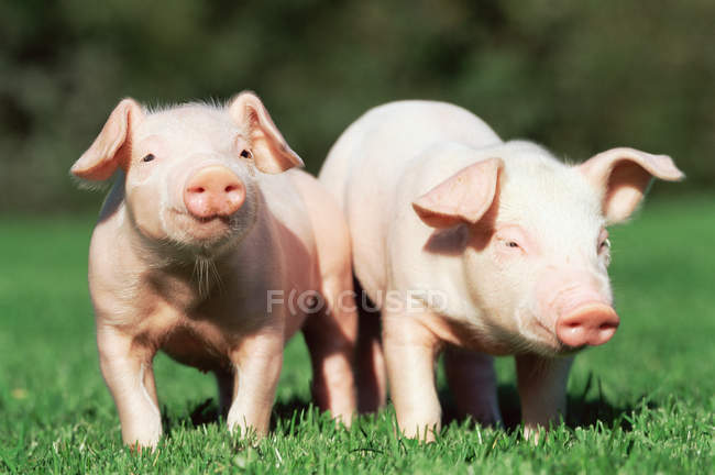 Two piglets on green grass in sunlight — Stock Photo