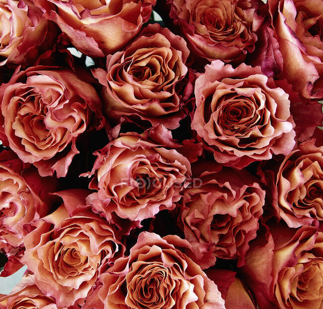 Close up of Roses, full frame — Stock Photo