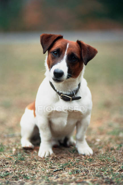 Jack russell terrier on grass — Stock Photo