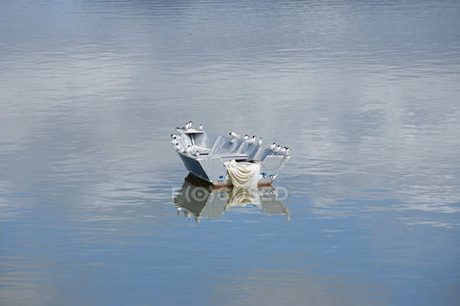 Baia delle Isole, barca a remi con gabbiani — Foto stock