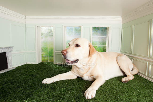 Perro en habitación miniatura - foto de stock