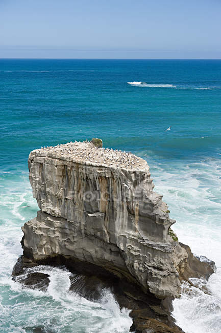 Gannet rocks na praia de Muriwai — Fotografia de Stock
