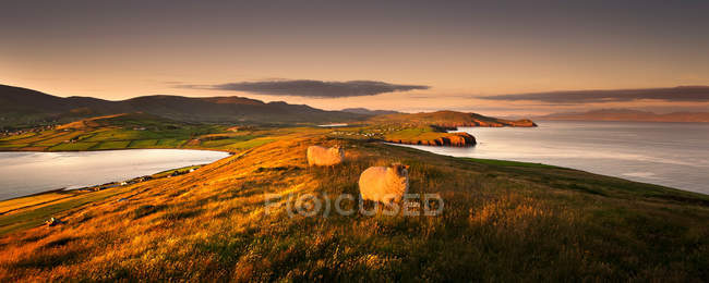Pastoreo de ovejas en el paisaje rural - foto de stock