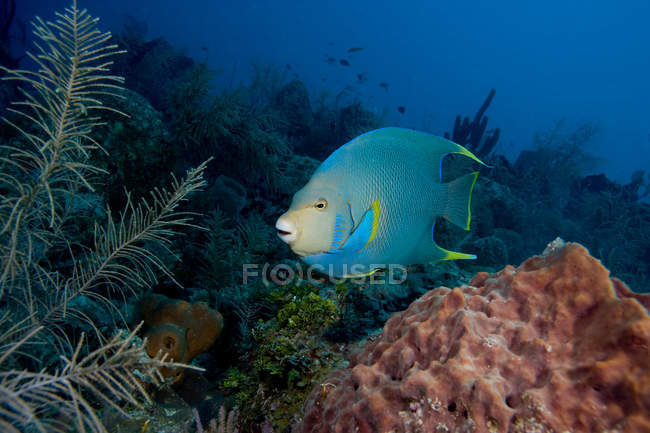 Синяя рыба-ангел на коралловом рифе — стоковое фото
