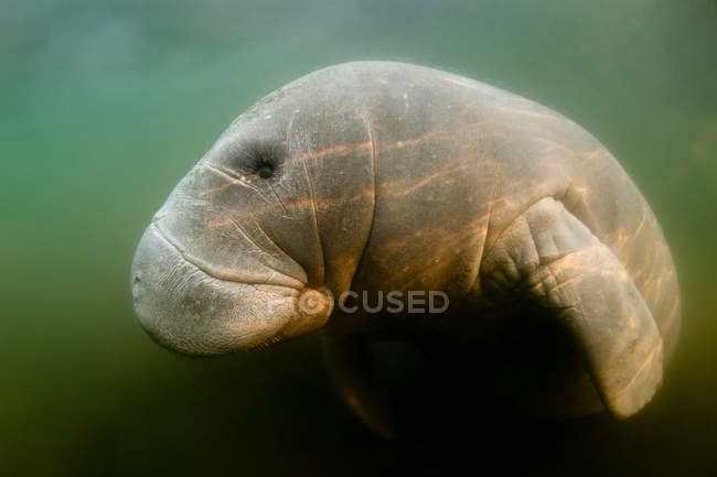 Peixe-boi nadando em água escura, close up shot — Fotografia de Stock