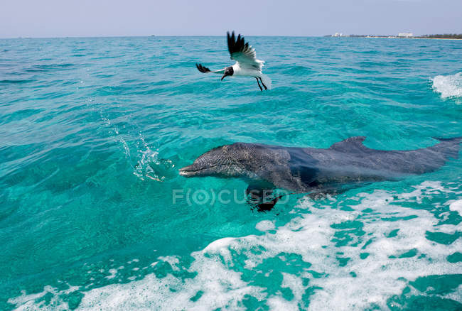 Atlantic bottlenose dolphin on ocean surface and flying gull — Stock Photo