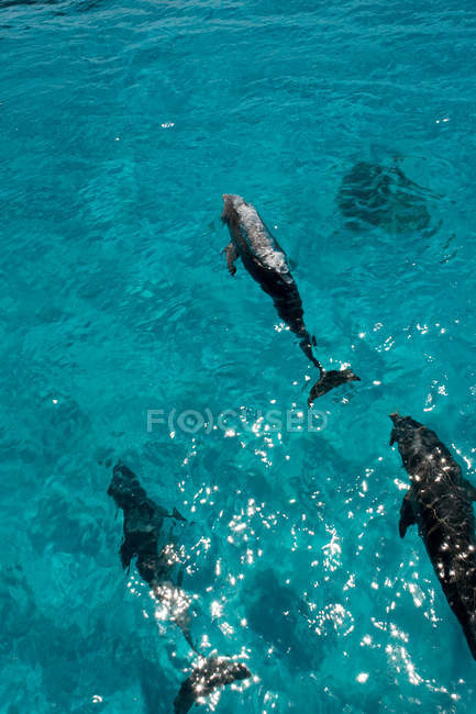 Delfines nariz de botella en el océano atlántico - foto de stock
