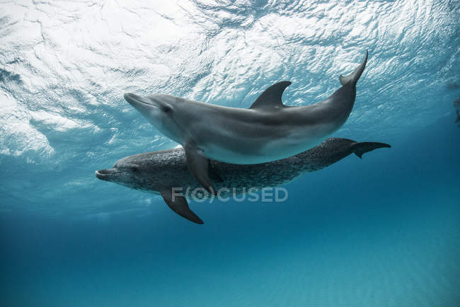 Dois golfinhos manchados atlânticos nadam e brincam em torno das margens de areia nas Bahamas — Fotografia de Stock