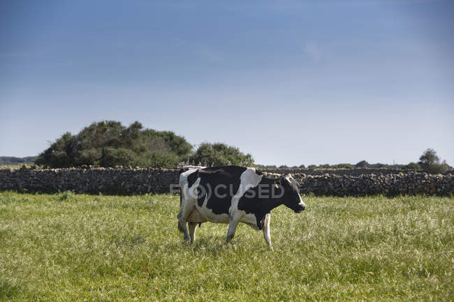 Випасання корови на зеленому полі під прозорим блакитним небом — стокове фото