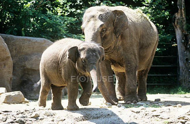 Elephant and calf in bright sunlight — Stock Photo