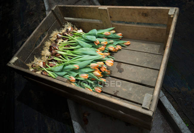 Tulips in wooden crate — Stock Photo