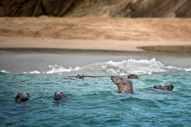 Тюлени, появляющиеся из воды на пляже — стоковое фото