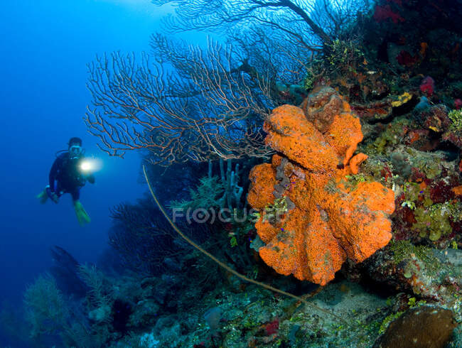 Scena della barriera corallina con subacqueo. — Foto stock