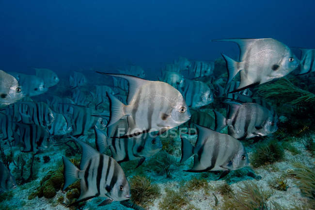 School of Atlantic spadefish — Stock Photo