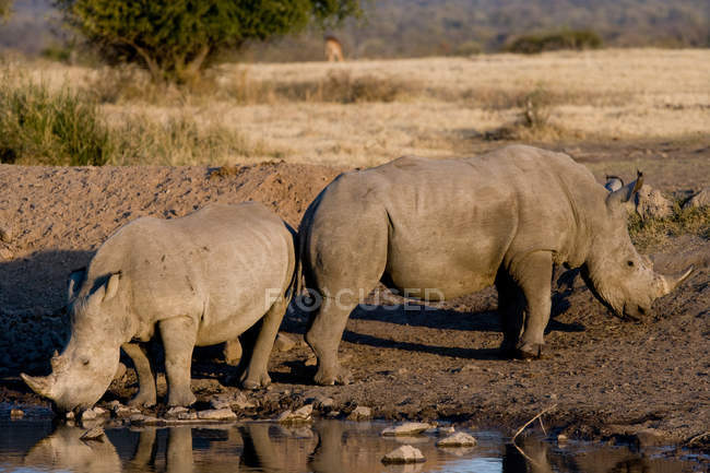 Rinoceronte en el lugar de riego - foto de stock