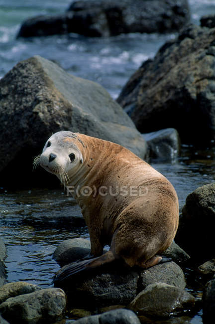 Leone marino australiano sulla riva rocciosa guardando la fotocamera — Foto stock