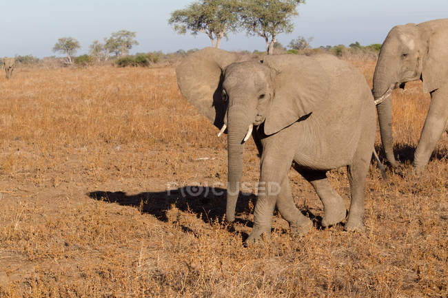 Слони ходять на сухому полі в яскравому сонячному світлі — стокове фото