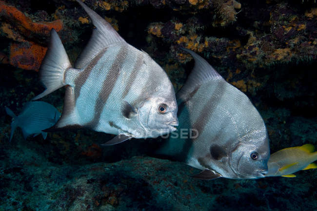 Пара Північноатлантичного spadefish — стокове фото