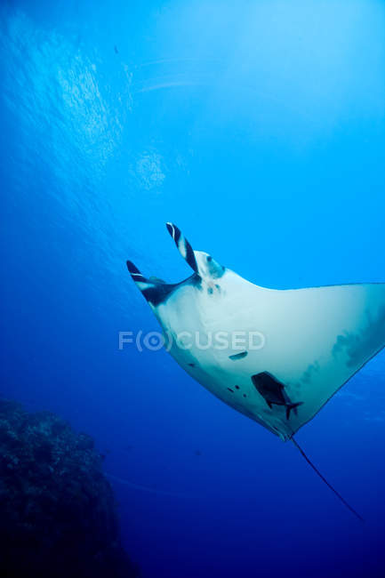 Floating manta ray fish — Stock Photo