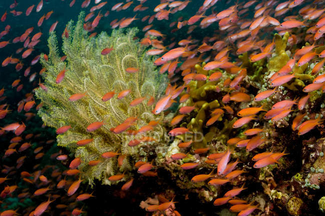 Scène de récif avec des poissons scolarisés — Photo de stock