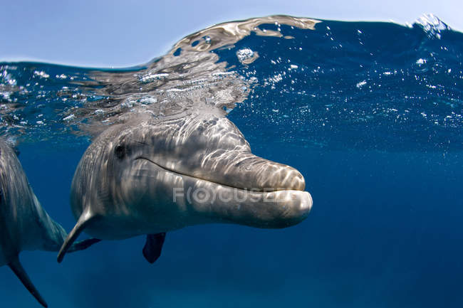 Атлантический дельфин под водой — стоковое фото