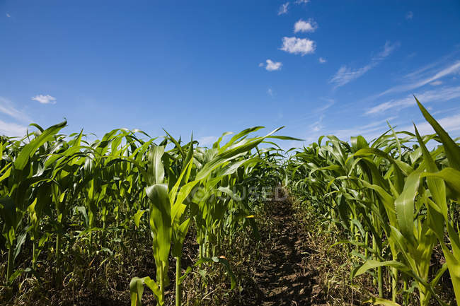 Belo campo de milho verde contra o céu azul no dia ensolarado — Fotografia de Stock