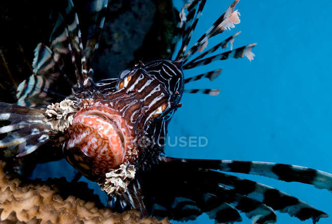 Close-up view of lionfish — Stock Photo