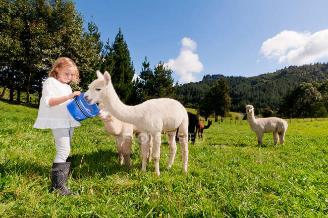 Ragazza che nutre alpaca in campo — Foto stock