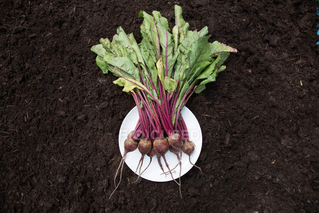 Bunch of fresh harvested beetroots on soil — Stock Photo