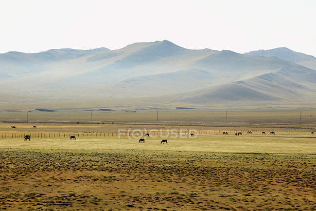 Cavalos selvagens em estepes mongóis verdes — Fotografia de Stock