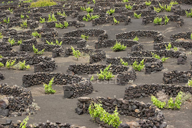 Vineyards protected by stone walls, La Geria, Lanzarote — Stock Photo