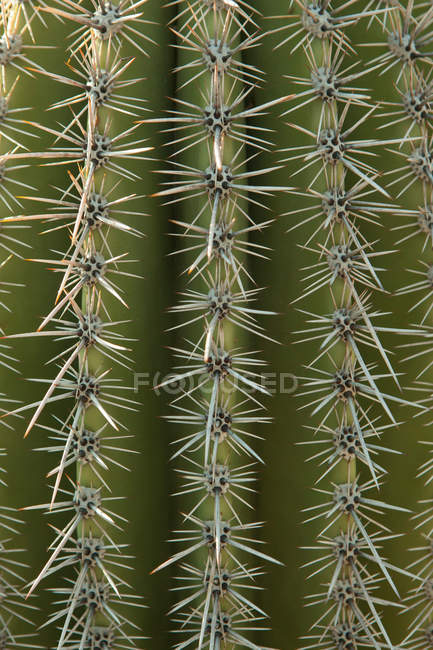 Superficie de cactus con agujas - foto de stock