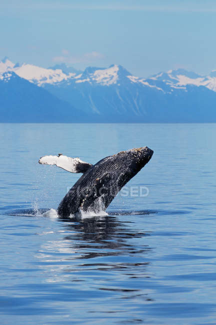 Breaching humpback whale in alaska — Stock Photo