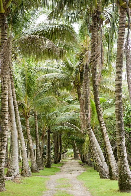 Пальмы и тропа — стоковое фото