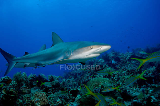 Карибская рифовая акула — стоковое фото
