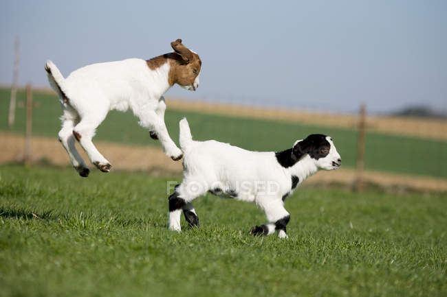 Два козлиных ребенка прыгают — стоковое фото
