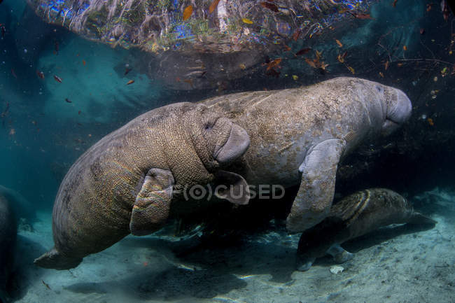 Sea manatees floating under water — Stock Photo