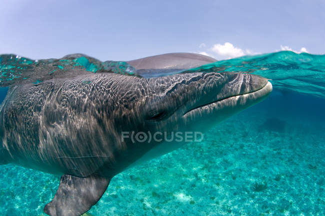Delfín nariz de botella del Atlántico - foto de stock